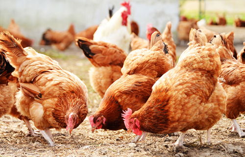 aggiornamento sicurezza alimentare ferruzzi uova